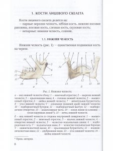 Прикладное значение клинической анатомии челюстно-лицевой области для стоматологов и челюстно-лицевых хирургов : учебное пособие