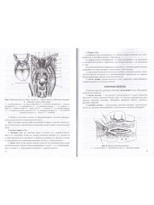 Функциональная анатомия органов пищеварительной системы (строение, кровоснабжение, иннервация, лимфо