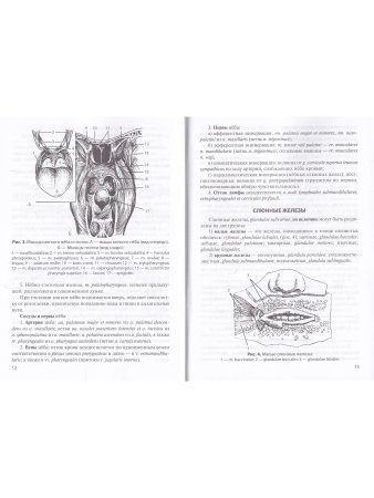 Функциональная анатомия органов пищеварительной системы (строение, кровоснабжение, иннервация, лимфо