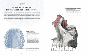 Анатомия  (с иллюстрациями из классической «Анатомии Грея»)