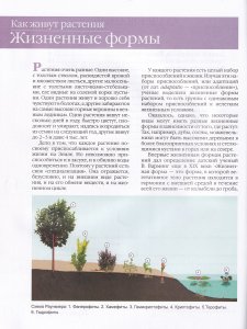Как живут растения