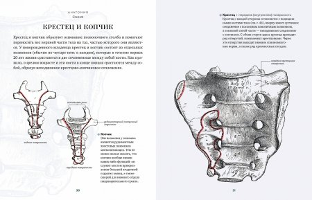 Анатомия  (с иллюстрациями из классической «Анатомии Грея»)