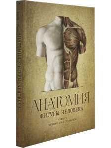 Анатомия фигуры человека.