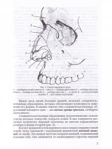 Функциональная анатомия ЛОР-органов