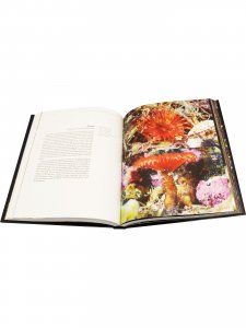 Nhe Magical World of the Cold Seas