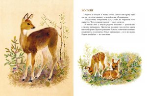 В нашем лесу