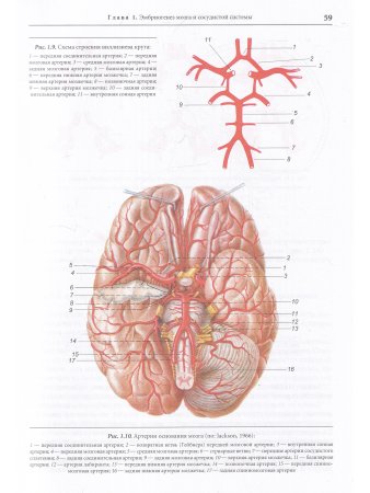 Церебральная ангионеврология. Руководство для врачей в 2-х тт.