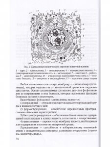 Основы медицинских знаний 4-е издание