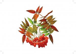 Картотека предметных картинок. Выпуск 2. Деревья, кустарники. 3-7 лет.(Новый формат) ФГОС. Наглядный дидактический материал