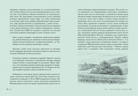 Лес. Как устроена лесная экосистема