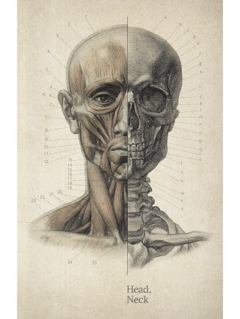 Анатомия фигуры человека (на англ.яз.) 