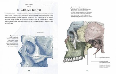 Анатомия  (с иллюстрациями из классической «Анатомии Грея»)
