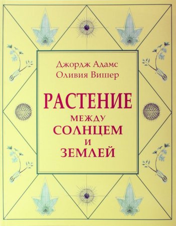 Растение между солнцем и землей