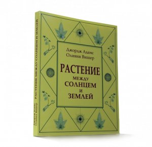 Растение между солнцем и землей