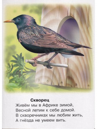 Это кто? (сова)