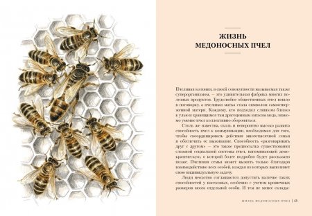 Пчелы. Что человек и пчела значат друг для друга