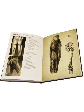 Анатомия фигуры человека.