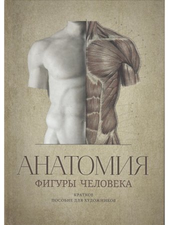 Анатомия фигуры человека.