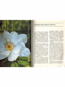 Книга Клематисы