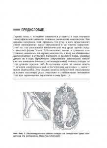 Однажды в шкафу