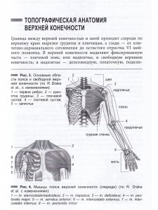 Топографическая анатомия конечностей