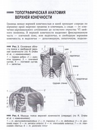 Топографическая анатомия конечностей
