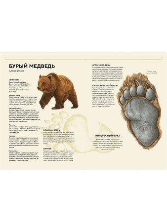 Лесные животные в натуральную величину