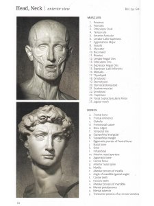 Анатомия фигуры человека (на англ.яз.) 