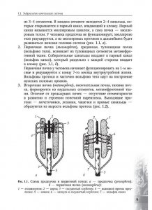 Урология детского возраста