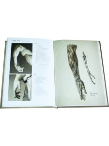 Анатомия фигуры человека (на англ.яз.) 