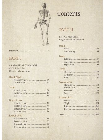 Анатомия фигуры человека (на англ.яз.) 