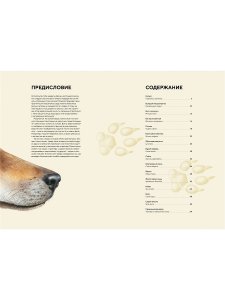 Книга Лесные животные в натуральную величину