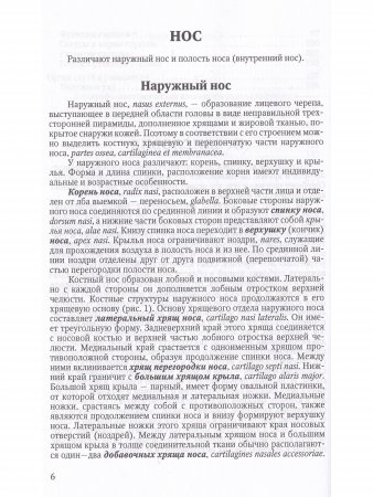 Функциональная анатомия ЛОР-органов