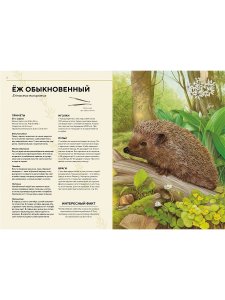 Книга Лесные животные в натуральную величину