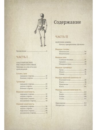 Анатомия фигуры человека.